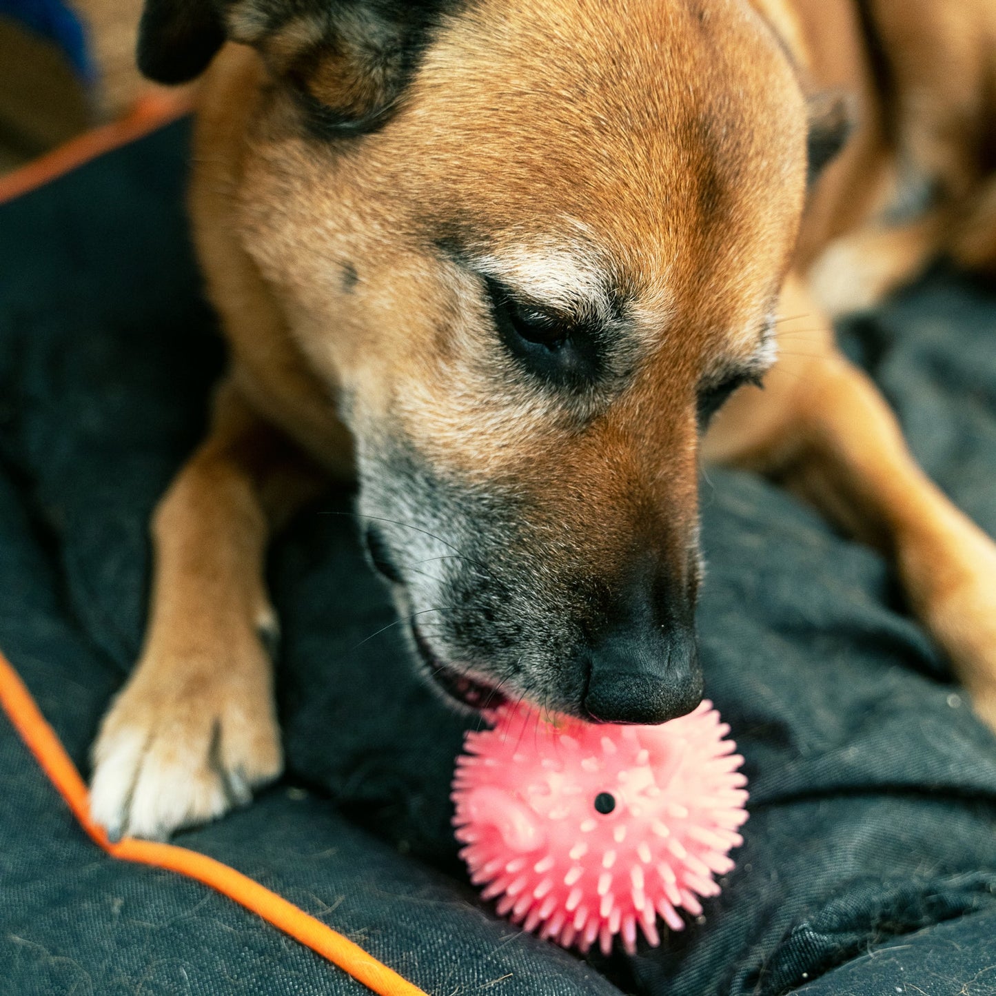 Piggy Dog Ball Toy