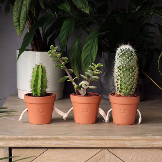 Hand Holding Succulent Pots (set of 3)